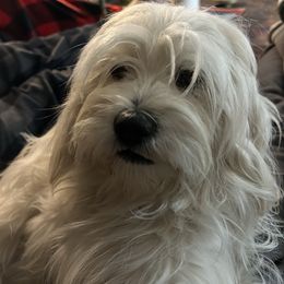 Reyna - Lhasa Apso