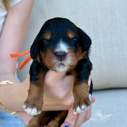 Macaroni - Phantom male Bernedoodle puppy in Murray, Utah from Sun Valley Doodles