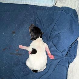 Pup D - White black and tan female Toy Fox Terrier puppy in Clermont, Florida from Debbie Hiles's Toy Fox Terriers