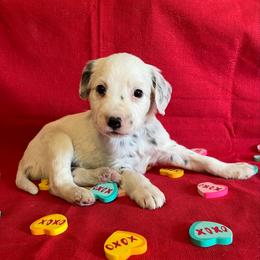 Paprika- Long Coat- Blue - White and black male Dalmatian puppy in Claremore, Oklahoma from Lotsofdots Dalmatians