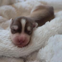 Robbin - Red and white female Siberian Husky puppy in Bly, Oregon from Hill Top Huskies