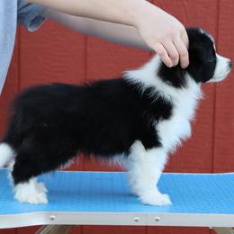 AKC Grand Champion Sired (BM2) - Black male Border Collie puppy in Noble, Oklahoma from CheckItOut Border Collies