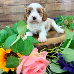 Oakley - Blenheim male Cavapoo puppy in Beresford, South Dakota from DAKOTA DOOD RANCH