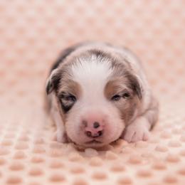 Kiefer - Blue merle male Miniature Australian Shepherd puppy in Lacombe, Louisiana from Indigo River Aussies
