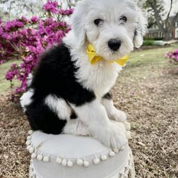 River -Check out his video below - Black and white male Sheepadoodle puppy in Camden, North Carolina from Luv My Doodle