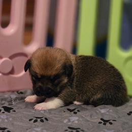 Girl 1 - Sable female American Corgi puppy in Tallahassee, Florida from Koko's Korgis