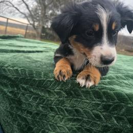 Vinny - Black tri-color male Australian Shepherd puppy in Copperas Cove, Texas from Hidden Leaf Aussies