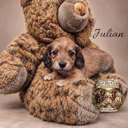 Julian - Cream male Dachshund puppy in Greenfield, Ohio from Buck Run Creek Dachshunds