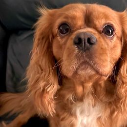 Willie - Cavalier King Charles Spaniel