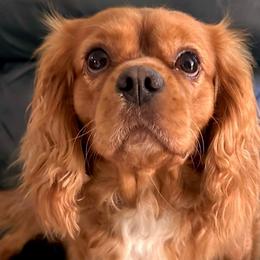 Willie - Cavalier King Charles Spaniel