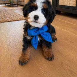 Leo - Tri-color male Bernedoodle puppy in Ormond Beach, Florida from Florida Coast Doodles