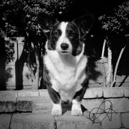 Sultry - Cardigan Welsh Corgi