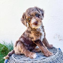 Mira - Merle female Goldendoodle puppy in Woodland Hills, Utah from The Fairy Paw Mother
