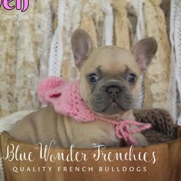 Arwen - Fawn female French Bulldog puppy in Loxahatchee, Florida from Blue Wonder Frenchies