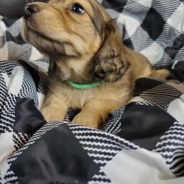 Dachshund Puppies from FleuryDachs