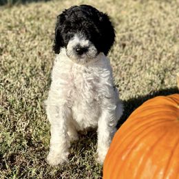 Goldendoodles from Magnolia Mike’s golden doodles