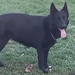 German Shepherds from K-9 Twenty Nine: Vom Bauernhaus German Shepherds