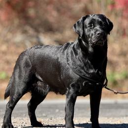 Charlotte - Labrador Retriever