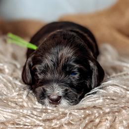 Blanton - Chocolate male Australian Labradoodle puppy in Decatur, Alabama from Southern Meadows Doodles