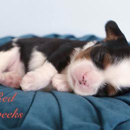 Red - Tri-color male Cavalier King Charles Spaniel puppy in Flagstaff, Arizona from Cadelia Cavalier King Charles Spaniels