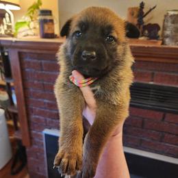 Winny - Sable female German Shepherd puppy in Hope, Idaho from Fyrestorm Shepherds