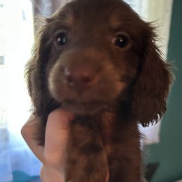 Fudge Ripple - Chocolate and cream male Dachshund puppy in Wolf Lake, Indiana from Canisteo Dachshunds