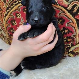 Jasmine - Black female German Shepherd puppy in Holden, Missouri from Shiloh's Shepherds & Ridgebacks