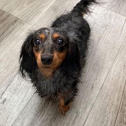 Roxy - Dachshund