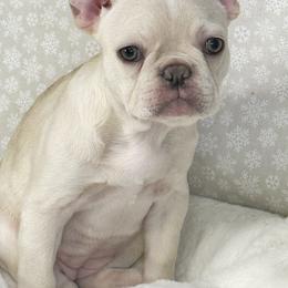 Martha May - Blue female French Bulldog puppy in Spokane, Washington from 47 North Frenchies, LLC