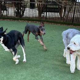 Doberman Pinscher All Grown Up from Morgan Doberman Kennel