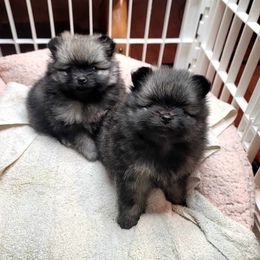 Pomeranian Puppies from JaElle Pomeranians