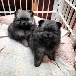 Pomeranian Puppies from JaElle Pomeranians