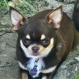 Clarice - Chihuahua