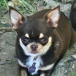 Clarice - Chihuahua