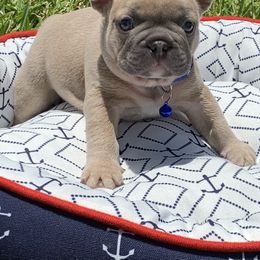 French Bulldog Puppies from Calypso Canine Company