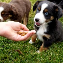 Miniature Australian Shepherd and Toy Australian Shepherd Puppies from Johnson's Australian Shepherds
