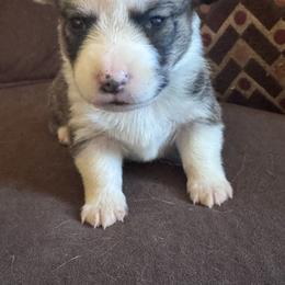 Dodge - Red male Pembroke Welsh Corgi puppy in Royston, Georgia from A&M K9’s