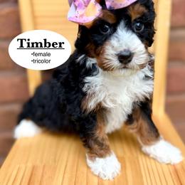 Timber - Tri-color female Bernedoodle puppy in Jackson, Mississippi from T.M. Poodles & Doodles