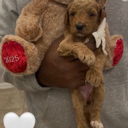 Sugar - Apricot female Goldendoodle puppy in Richmond, Texas from Harper’s Heartbeats