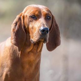 Tesla - Redbone Coonhound
