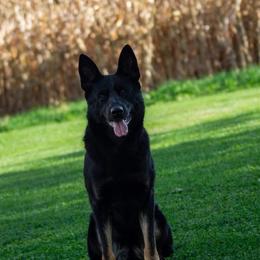 Wally - German Shepherd