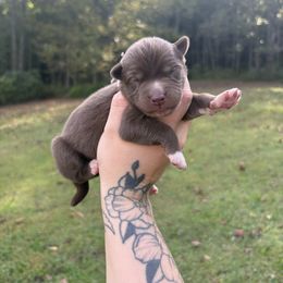 Pink - Red and white female Siberian Husky puppy in Jonesborough, Tennessee from Dry Creek Siberians