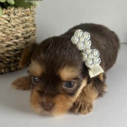 Chocolate girl - Chocolate and tan female Yorkshire Terrier puppy in Gainesville, Georgia from Country Dog Kennels.
