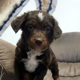 Boy 2 - Red tri male Miniature Australian Shepherd puppy in Mountain Home, Idaho from Jessie's Miniature Australian Shepherds