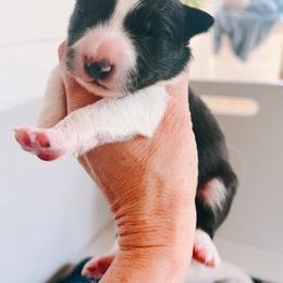 Boy 3 - male Border Collie puppy in Westport, Connecticut from Bluewater Border Collies