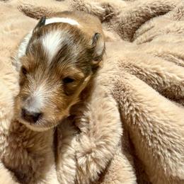 FLOWER - Sable & white female Toy Shetland Sheepdog puppy in Livonia, Michigan from M7’s Shelties, Toonies & AussieDoodles