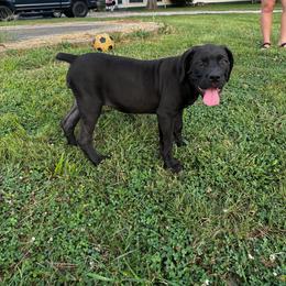 Light Blue Collar Female - Black brindle female Cane Corso puppy in Princeton, Indiana from C&M Cane Corso