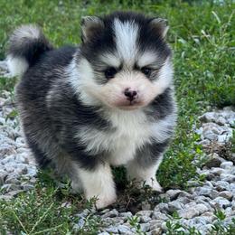 Shaco - Black and white male Pomsky puppy in Boonville, Indiana from Elysian Pomskies