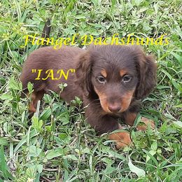 Dachshund Puppies from Flangel Dachshunds