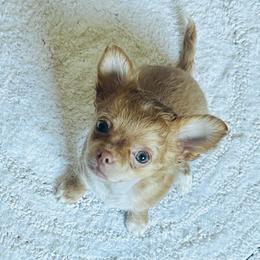 Duchess - Fawn and white female Chihuahua puppy in Burleson, Texas from Luxe Paradise House of Chi